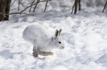 Kreative und wissenschaftliche Labor "der Hase Equilibrista" Asiago-24 Dezember 2017