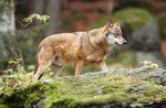 "Der Wolf, der Luchs und der Bär in den Alpen-Bewohner des Nahen Ostens", Gallium, 29. August 2016