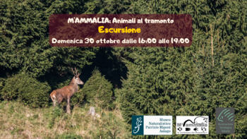 M'ammalia: escursione con il faunista per vedere gli animali al tramonto 30 ottobre 2022