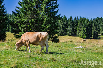 Mucca al pascolo sull'Altopiano di Asiago