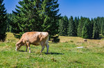 "Jeder bei alpine Milchkühe, Milch und Käse"-Workshop Gewerke in Asiago-August 6, 2017