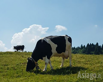 Mucca burlina pascola sull'Altopiano di Asiago