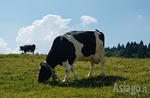 IL FORMAGGIO BURLINO - Giornata a Malga Mazze Superiori - 12 luglio 2019