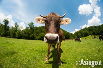 Mucca al pascolo sull'Altopiano di Asiago