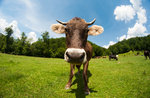 "Everyone in Malaga... cows, milk and cheese" - Children's activities on the Asiago Plateau - 18 August 2019