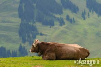 Mucca al pascolo sull'Altopiano di Asiago