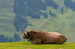 "Jeder bei alpine Milchkühe, Milch und Käse"-Kinder Workshop bei Asiago-29 Juli 2018