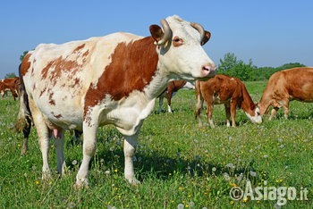 Mucca al pascolo sull'Altopiano di Asiago