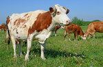 "Everyone at the alpine dairy cows, milk and cheese"-workshop organized by the Museo Naturalistico di Asiago-July 19, 2017