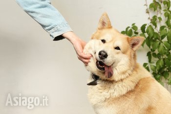 Open day: giochi, mobility e informazioni sul mondo dei cani a Cesuna