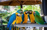 Papageien zeigen sich im Enego City Park - 17. Juli 2021