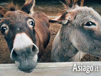 A spasso con gli Asini a Malga Carriola Altopiano di Asiago