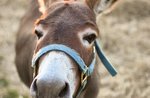 Walking with donkeys on Monte Cengio - Asiago Plateau, July 28 2021