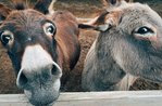 Trekking with donkeys in the districts of Treschè Conca - 17 August 2022