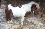 Weihnachten Ponyreiten in Asiago, 28. Dezember 2016