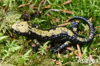 Salamandra di Aurora Salamandra di Aurora