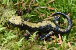 "Discovering Salamander von Aurora" mit dem kooperativen Biosphaera-Juli 16, 2017