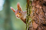 Laboratorio in natura "Mr. Squirrel, la vita di uno scoiattolo", Museo Naturalistico di Asiago - 3 agosto 2017