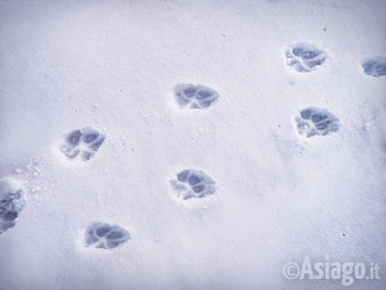 Tracce di animali sulla neve