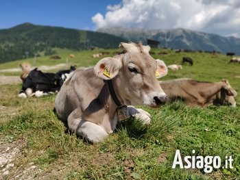 tutti in malga esperienza per famiglie sull'Altopiano di Asiago