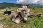 ALL IN MALGA: milk, cows and cheese! Family Experience in Asiago - September 5 2021