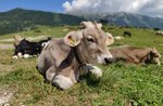 Tutti in malga esperienza per famiglie sullaltopiano di asiago