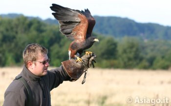 Uccello Rapace con Istruttore