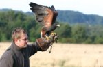 "Birds of prey in Valdastico"-falconry at Forte Corbin, in Treschè Conca-8 July 2018