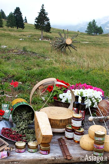 Asiago guide erbe in malga Asiago guide erbe in malga