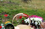 Alpine herbs 2.0. Guided hike through the Alpine pastures with Asiago Guide