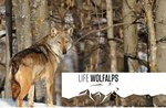 "Der Wolf und der Hochebene"-Ausflug in die Rückkehr der großen Fleischfresser-Asiago Guide, 26. März 2017 verstehen