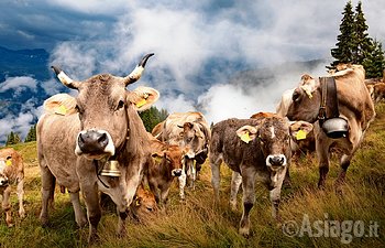 Transumanza Asiago Guide Malga Larici