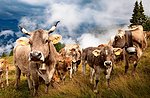 Alpine Larch transhumance with Asiago Guide on September 28, 2015