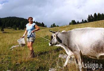 Transumanza Malga Larici