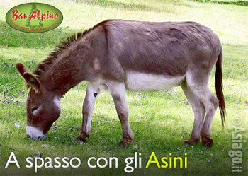 A Spasso con gli Asini - Rifugio Bar Alpino A Spasso con gli Asini - Rifugio Bar Alpino