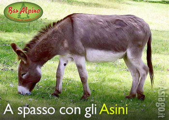 A Spasso con gli Asini - Rifugio Bar Alpino