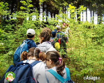 Alla scoperta del bosco Alla scoperta del bosco