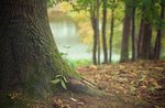 Bagno di Foresta: Camminata e yoga nella natura a Cesuna - 17 agosto 2021