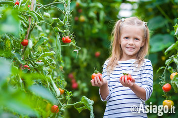 Bambina che raccoglie i pomodori dall'orto