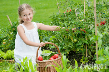 Bambina raccoglie pomodori