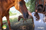 Bimba con cavallo al cason delle meraviglie