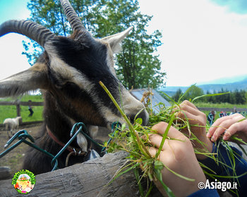 Capretta al Cason delle Meraviglie