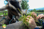 Una capra per amica - passeggiata con le capre a Il Cason delle Meraviglie - 12 giugno 2022