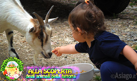Alla scoperta degli animali della fattoria - Cason delle Meraviglie Alla scoperta degli animali della fattoria - Cason delle Meraviglie