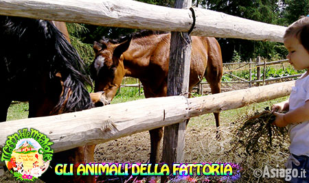 Animali della fattoria - Cason delle Meraviglie