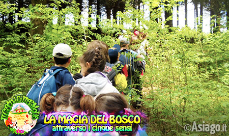 La magia del bosco - Cason delle Meraviglie La magia del bosco - Cason delle Meraviglie