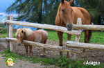 Guided tour of the farm in Il Cason delle Meraviglie - July 4 2021