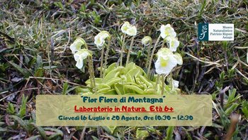 Fior fiore di montagna Fior fiore di montagna