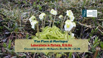 Fior fiore di montagna