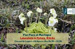 Fior fiore di Montagna - Laboratorio in natura per bambini a cura del Museo Naturalistico di Asiago - 20 agosto 2020